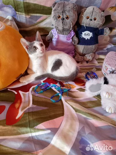 Котёнок Мальчик ищет дом