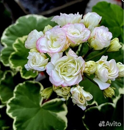 Пеларгония герань Uaito Ringu