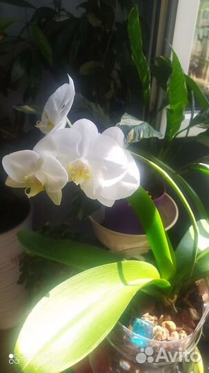 Орхидея фаленопсис белая, вторая цветущая, адениум