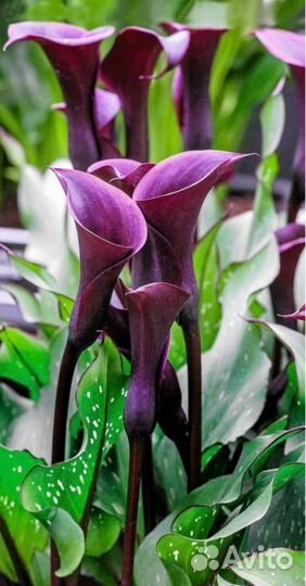 Сортовые каллы, клубни, 9 сортов