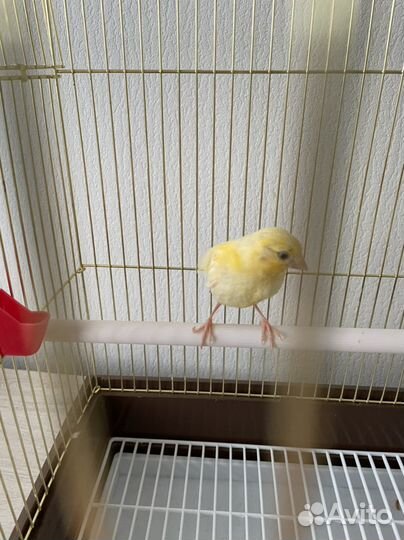 Кенар молодой