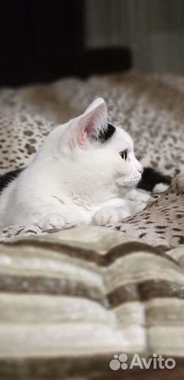 Котик в дар