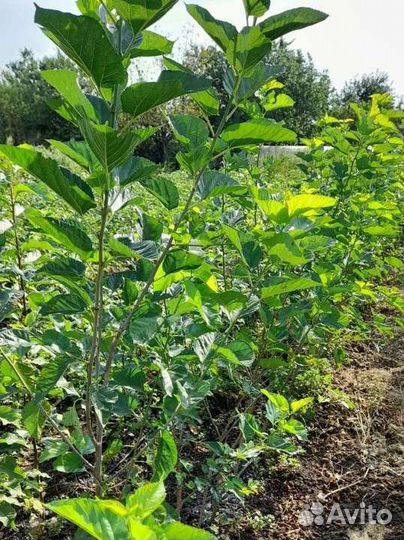 Шелковица чёрная