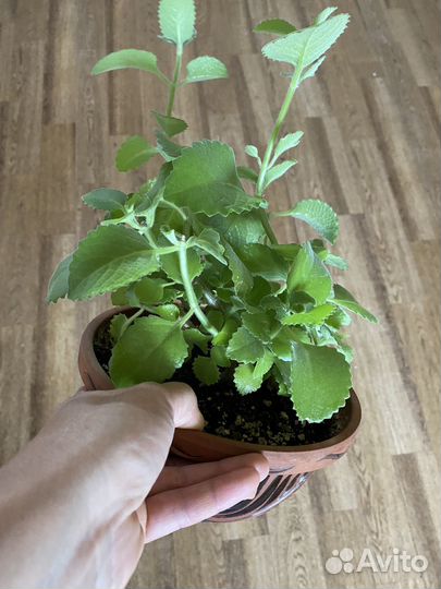 Мята комнатная