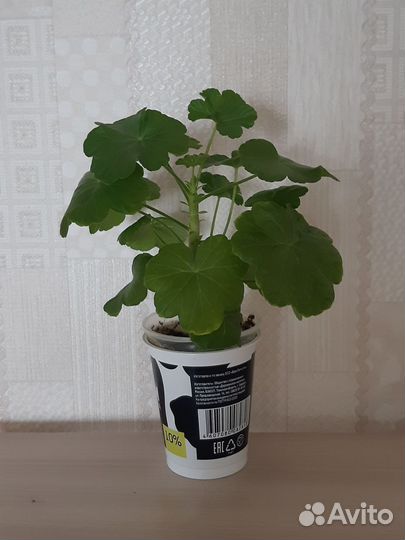 Герань розебудная красная