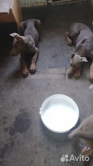 Собаки щенки добермана