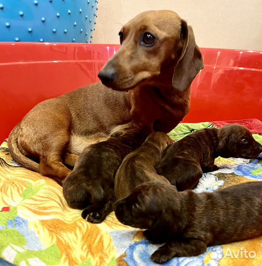 Кроличья такса