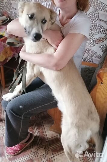Собаки бесплатно в добрые руки