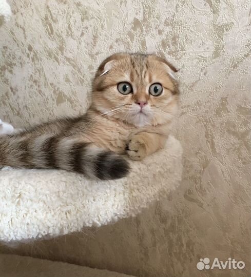 Шотландская