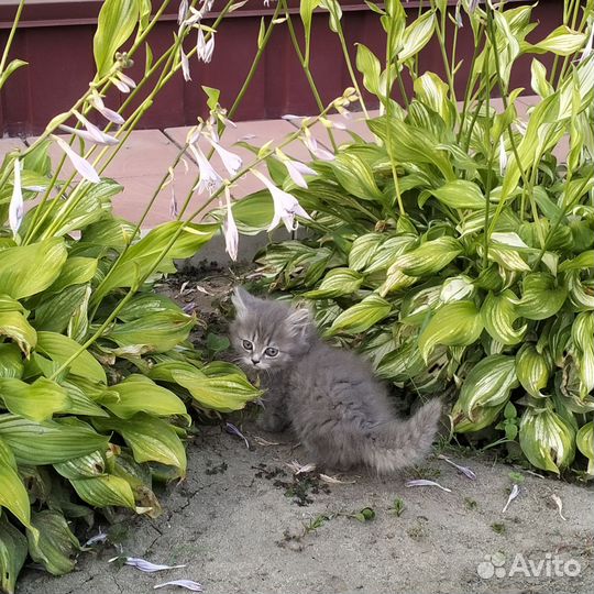 Кошки в добрые руки бесплатно