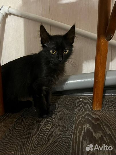 Черный мальчик (из приюта)