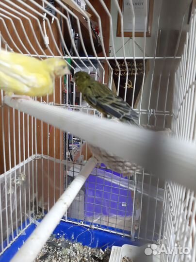 Кенара и канарейки