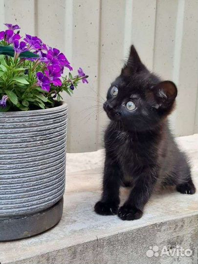 Заберите ребёнка из клетки