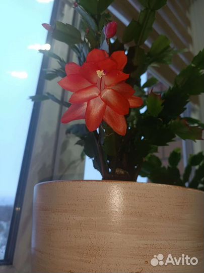 Декабрист шлюмбергера сортовые