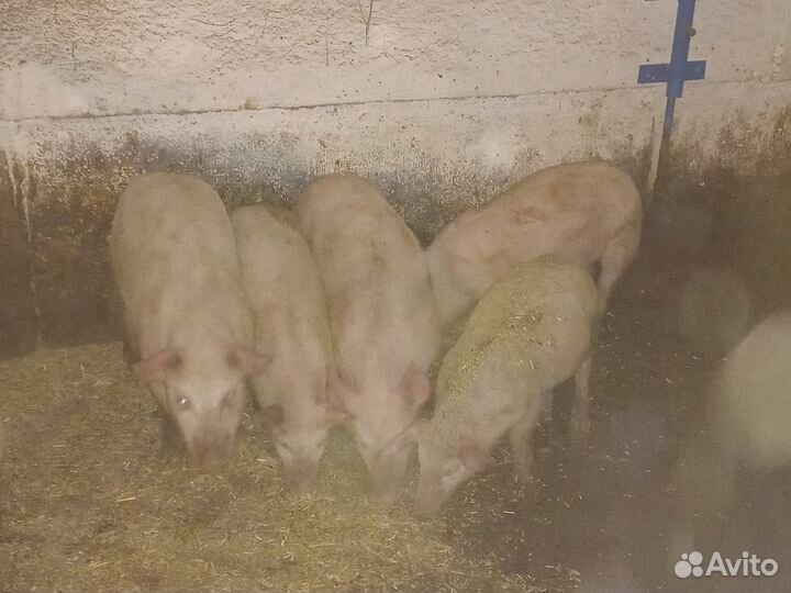 Кабаны на племя