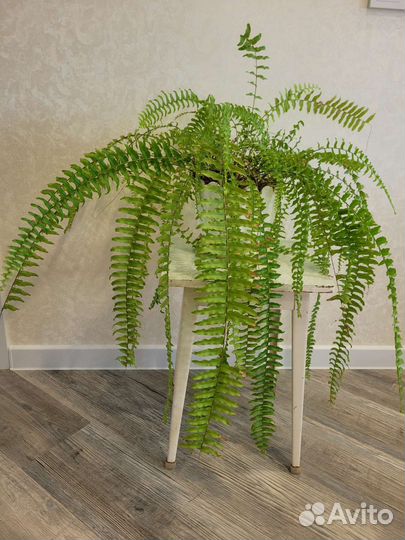 Папоротник нефролепис