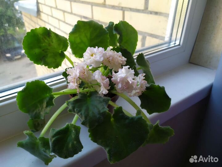 Фиалка узамбарская ле-Злато Скиффов