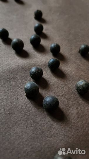 Семена пальмы сабаль