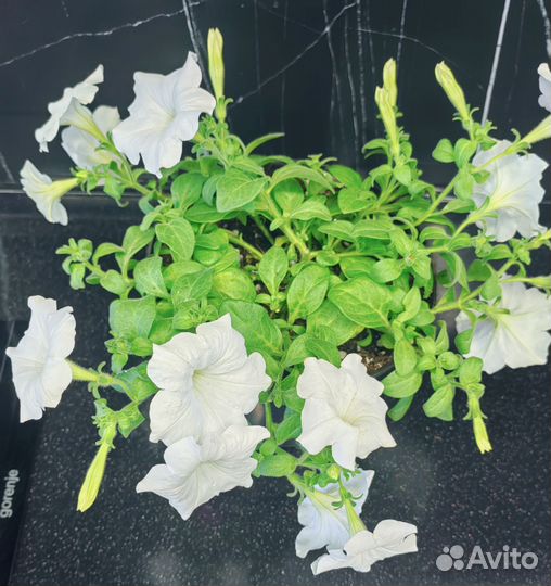 Комнатные растения цветы