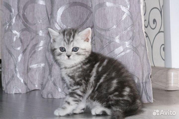 Британские мраморные котята