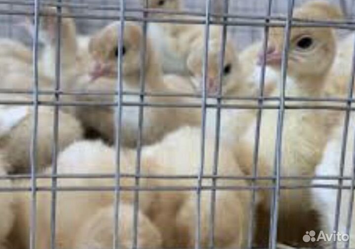 Индюшата Грейд Мейкер