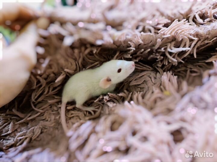 Декоративная крыса