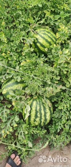 Арбуз Оптом
