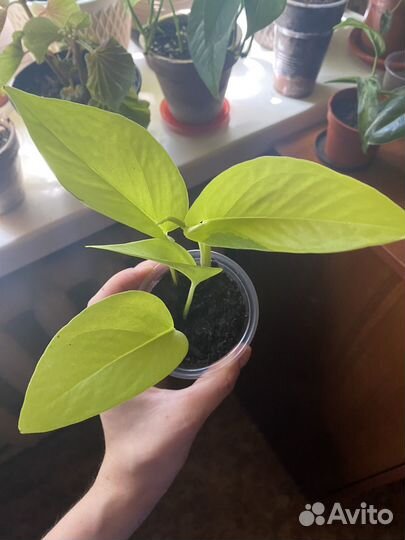 Комнатные растения