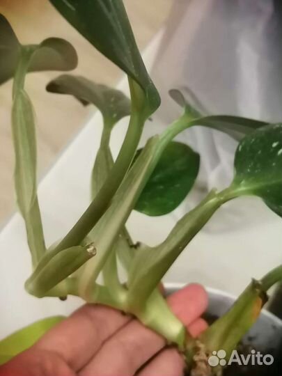 Филодендрон + Невеста, мунлайн