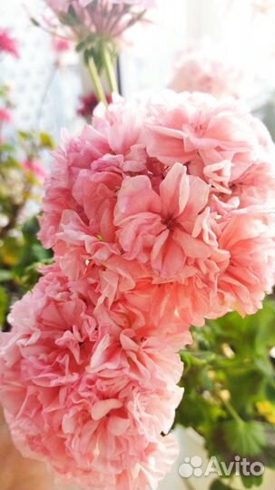 Пеларгония, герань сортовая