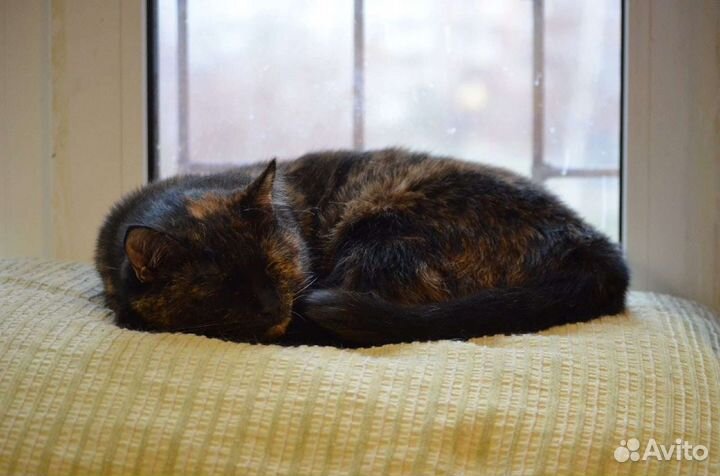 Мишель ищет дом