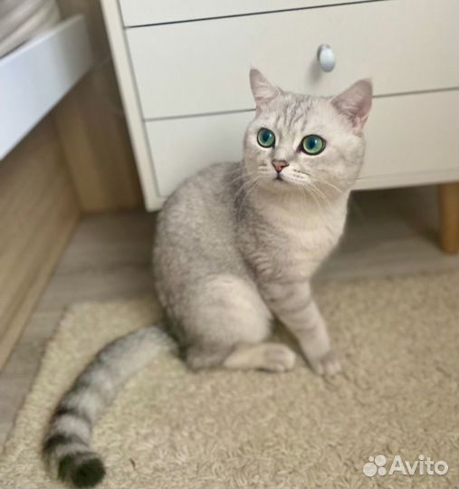 Кот вязка