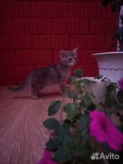 Котята в добрые руки даром