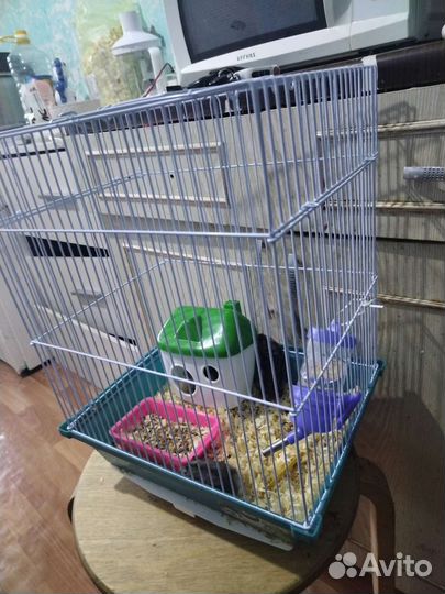 Хомяк с клеткой