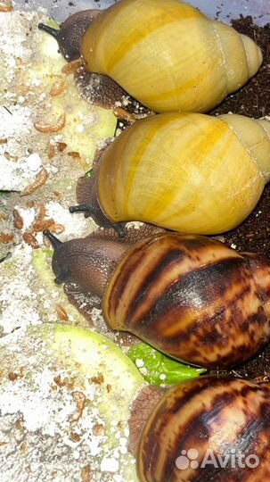 Улитки лимки/овумы/суту/ретики