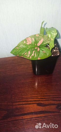 Сингониум Пинк Сплеш (S. Pink Splash)