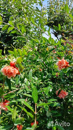 Махровый гранат