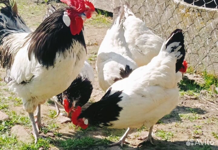 Куры разных пород