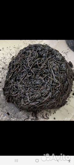 Черви для рыбалки