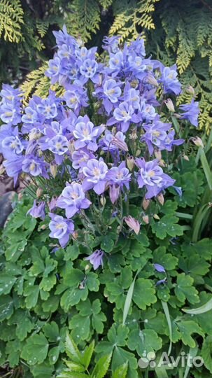 Садовые многолетники