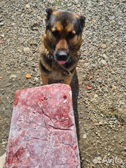 Фарш для собак