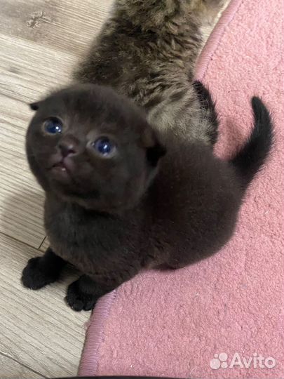 Котята шотландцы