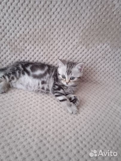 Шотландская