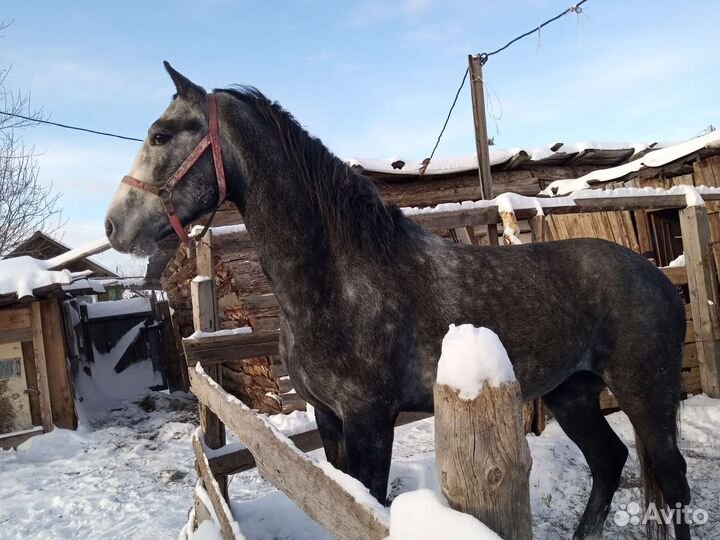 Продам Жеребца в холке 170см