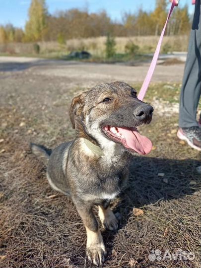 Кора ищет дом