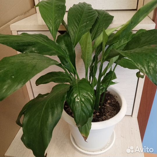 Спатифиллум женское счастье