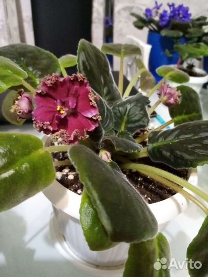 Фиалка в горшках