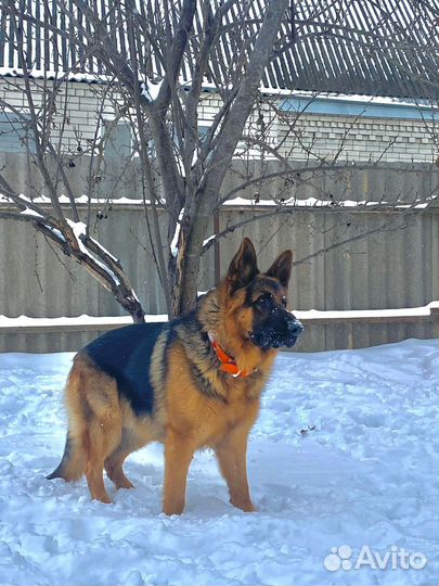 Немецкая овчарка вязка