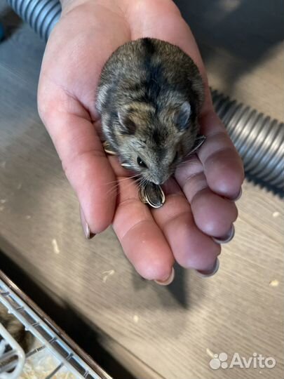 Хомяки джунгарики