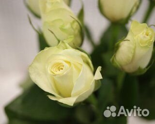 Букет из 11 белых роз 35-40 см (Кения) под ленту